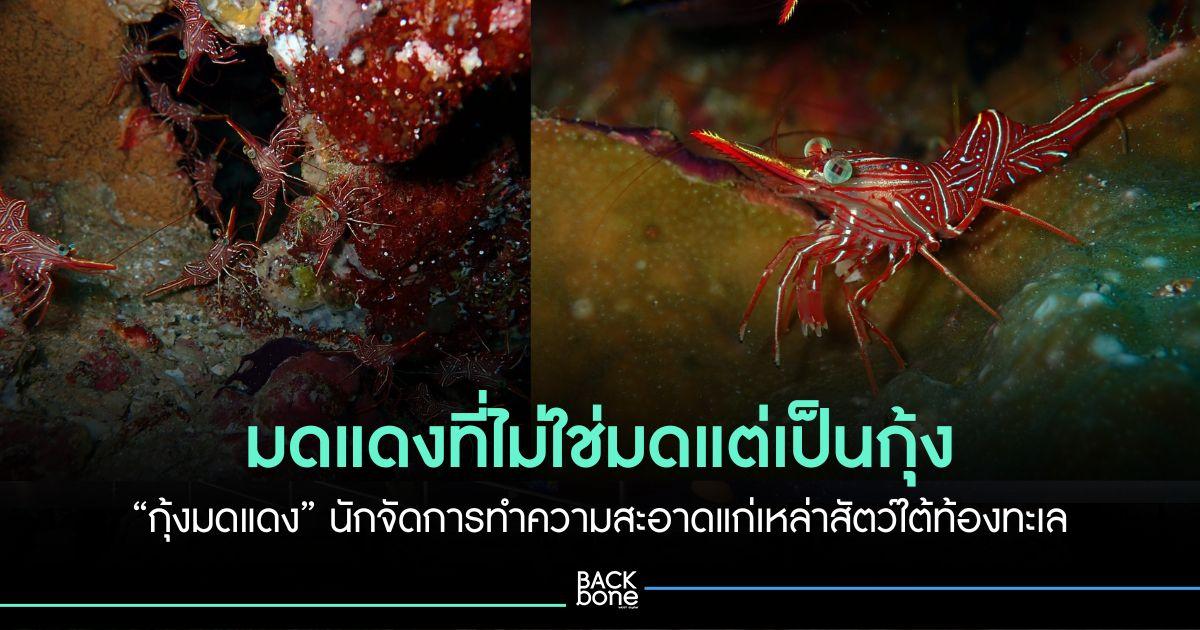 มดแดงที่ไม่ใช่มดแต่เป็น “กุ้งมดแดง” นักจัดการทำความสะอาดแก่เหล่าสัตว์ใต้ท้องทะเล