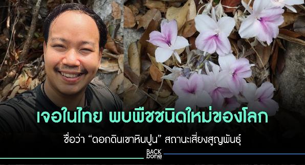 เจอในไทย พบพืชชนิดใหม่ของโลก ชื่อว่า “ดอกดินเขาหินปูน” สถานะเสี่ยงสูญพันธุ์