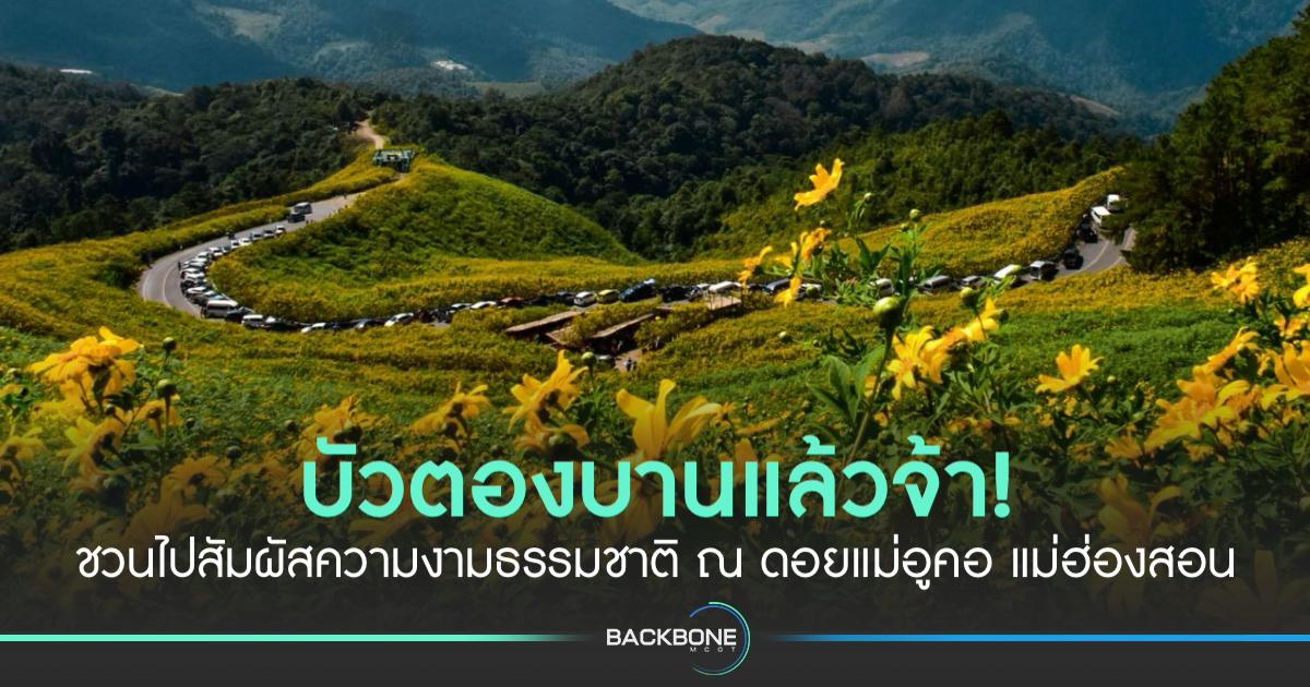 กรมทางหลวงชนบท ชวนขึ้นเหนือ ชมบัวตองบานสะพรั่งรับลมหนาว บนถนนสาย มส.4009