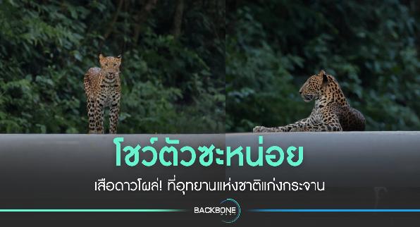 โชว์ตัวซะหน่อย เสือดาวโผล่! ที่อุทยานแห่งชาติแก่งกระจาน