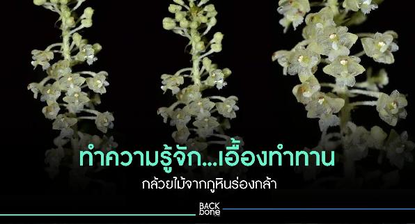 ทำความรู้จัก...เอื้องทำทาน กล้วยไม้จากภูหินร่องกล้า