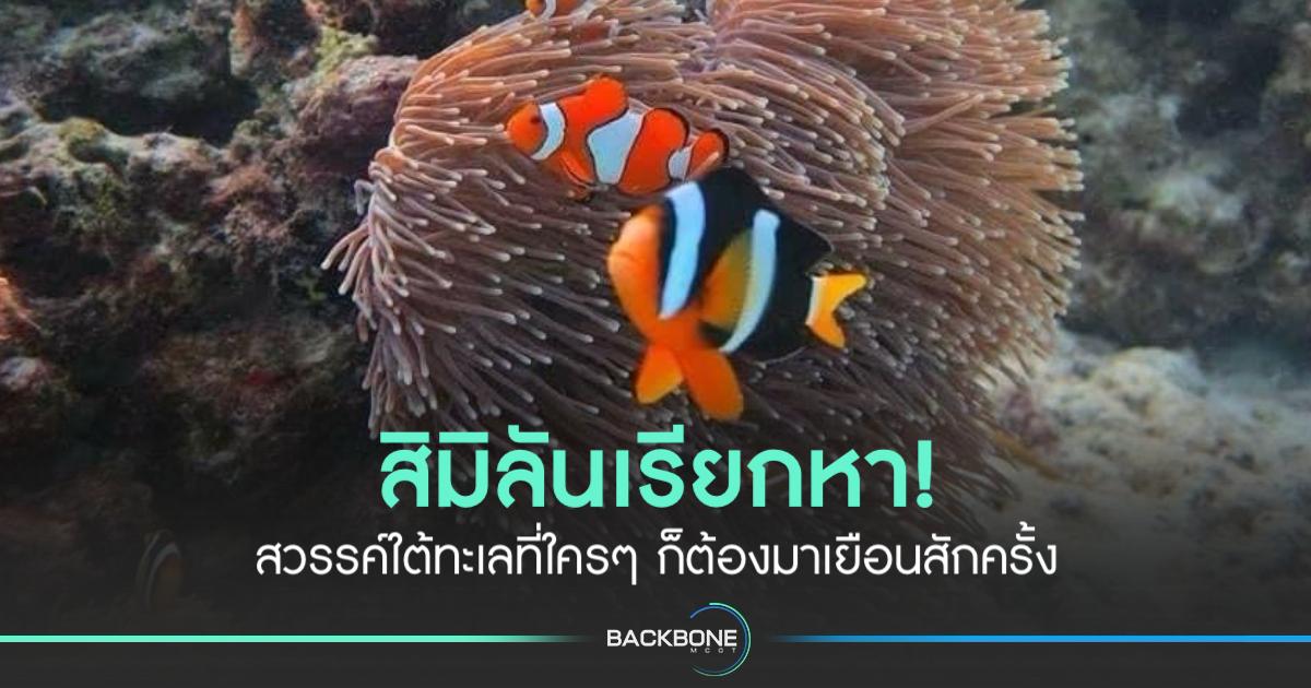 สิมิลันเรียกหา! พร้อมดำดิ่งสู่สวรรค์ใต้ทะเลกันหรือยัง?