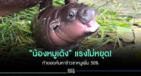 “น้องหมูเด้ง” ทำยอดค้นหาข้าวขาหมู เพิ่ม 50%